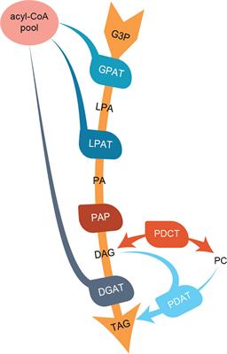 Acyltransferases Regulate Oil Quality in <mark class="highlighted">Camelina sativa</mark> Through Both Acyl Donor and Acyl Acceptor Specificities